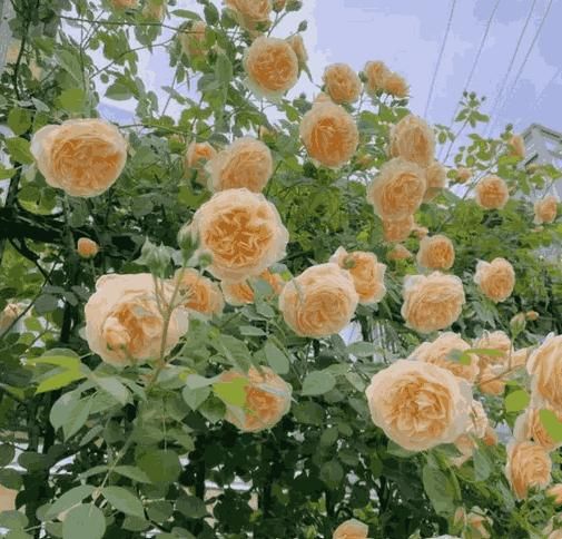 Elegant Rose Flower Seeds for Home & Terrace Garden – 200g Premium Pack | High Germination Rate | Multicolor Varieties | Easy to Grow | Fragrant & Decorative Blooms | Ideal for Balcony, Terrace, Pots & Backyard