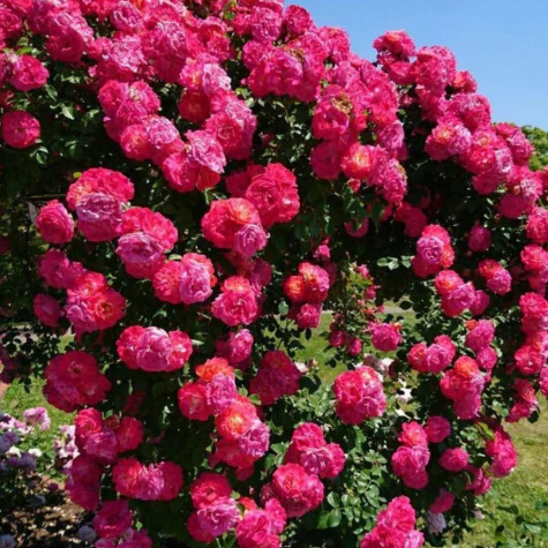 Elegant Rose Flower Seeds for Home & Terrace Garden – 200g Premium Pack | High Germination Rate | Multicolor Varieties | Easy to Grow | Fragrant & Decorative Blooms | Ideal for Balcony, Terrace, Pots & Backyard
